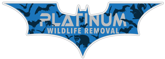 Lapeer Bat Removal